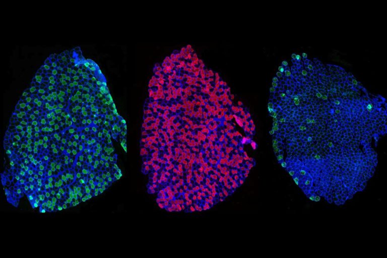 Cellular Morphology Unit - Deutsches Diabetes-Zentrum (DDZ)