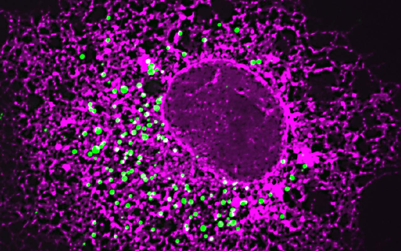 Fluoreszierende Betazelle