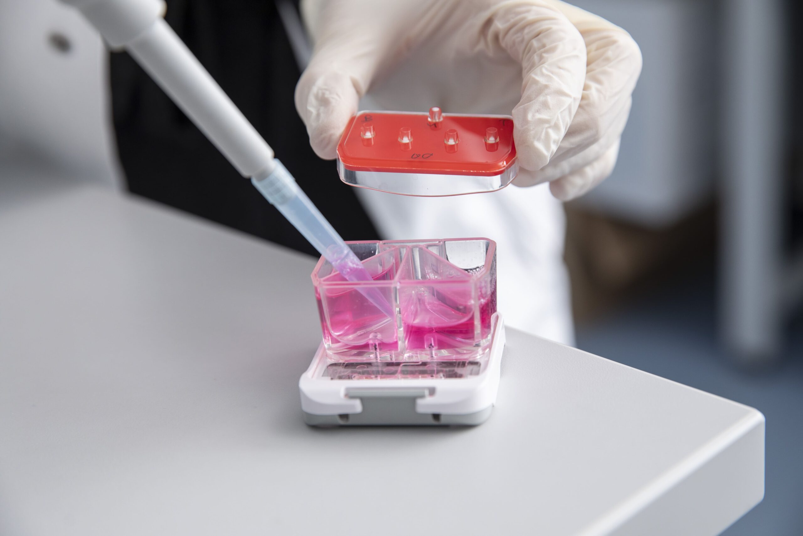 Organ on a chip Modell