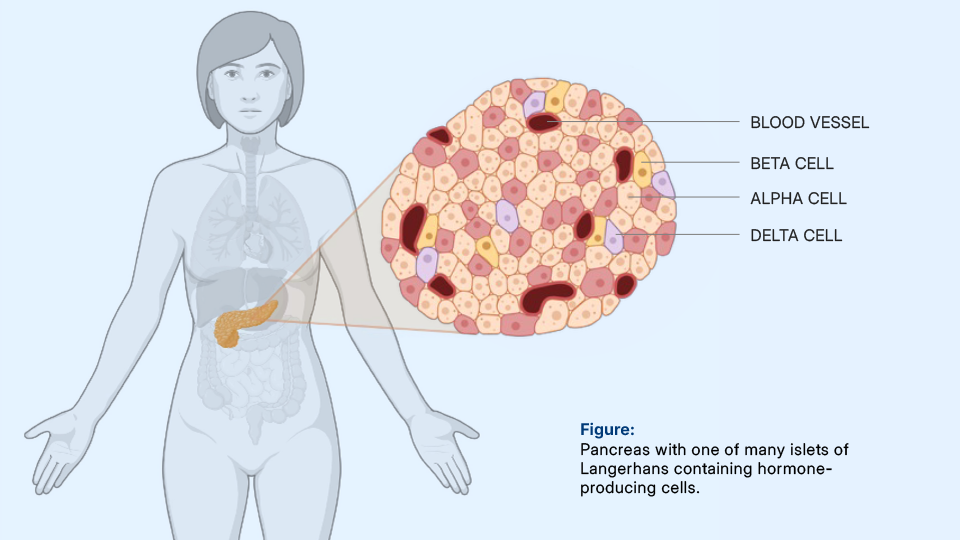 Graphic, Human, pancreas, langerhans islet
